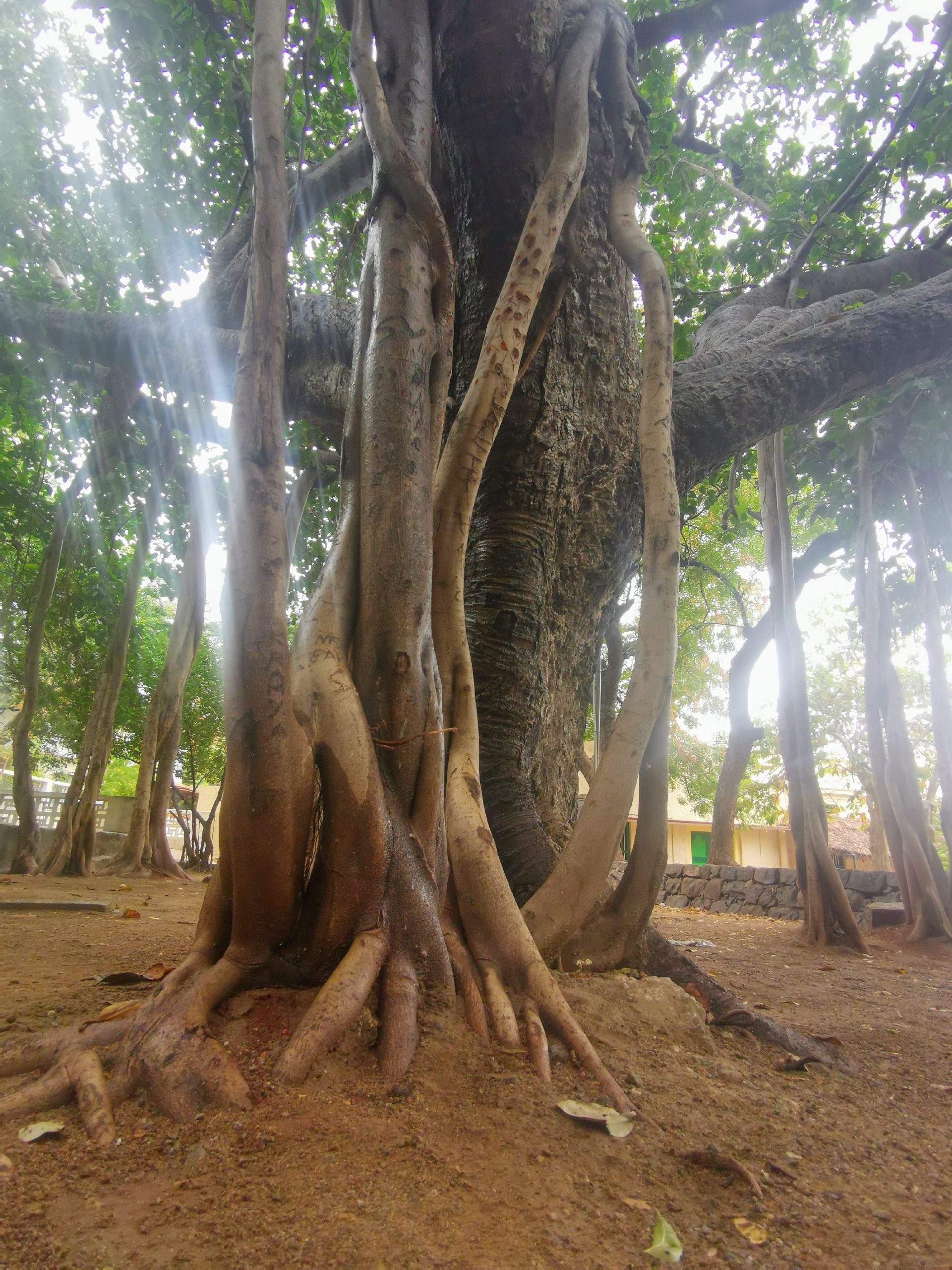 imagem artigos Alleen nog vibrerende woorden